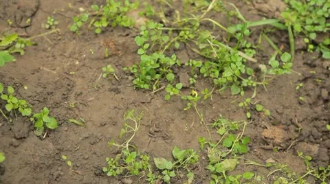 Frog in Nature 動画素材 9617327