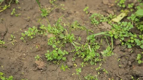 Frog in Nature Stock Footage