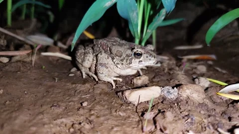 Frog in the nature green tree frog in the swamp at night close up of frog Stock Footage 253561598
