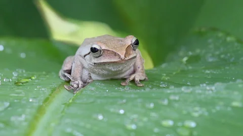 Frog in nature leave Stockbeeldmateriaal 31918720