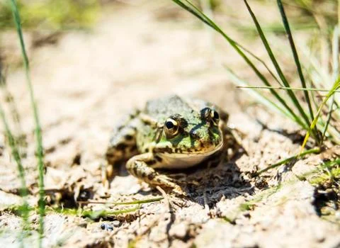 Frog in nature Stock Photos