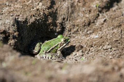 Frog in nature Stock Photos