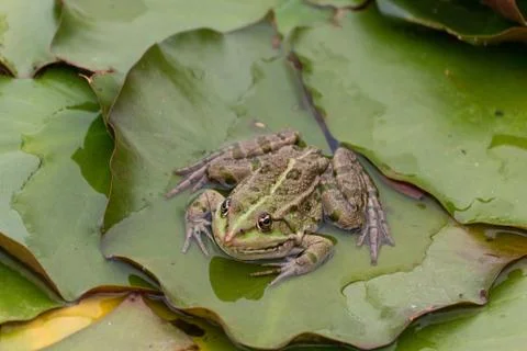 Frog on nature Stock Photos