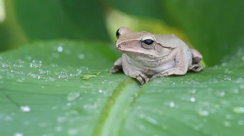 Frog in the nature wild Stockbeeldmateriaal 32153073