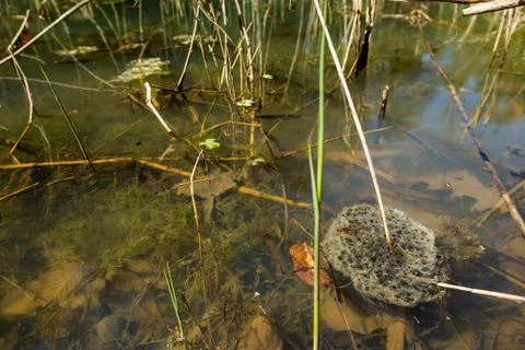 Frog nest floating in a pond Stock Photos
