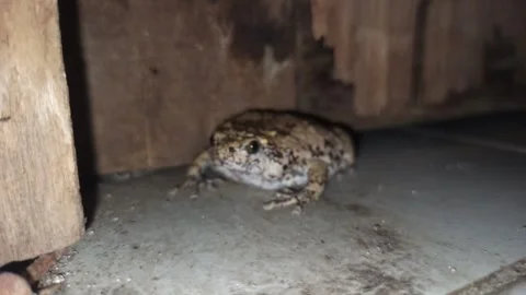 Frog with nice color Video stock 243156020