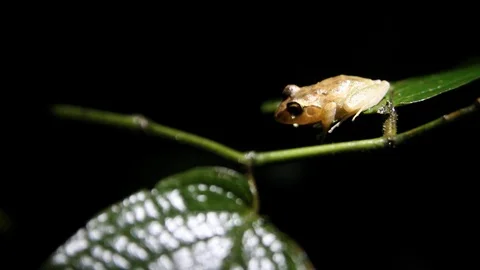 Frog at night Stock Footage 88416812