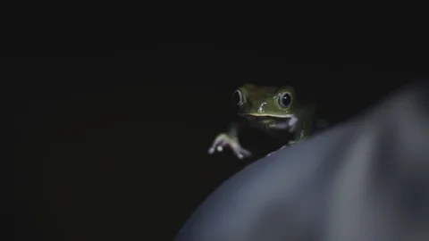 A frog at night Video stock 127479755
