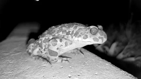 A frog at night, an infrared camera Stock Footage 279388081