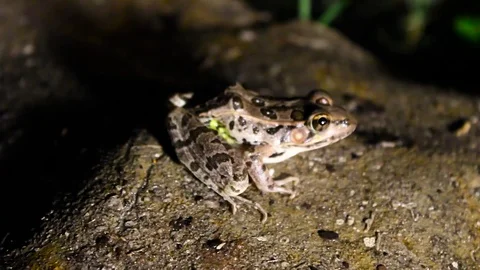 Frog at night at Pond Video stock 79664971
