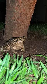 Frog at Night by a Tree Stock Photos