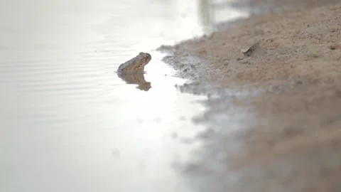 Frog only with the head out of water 스톡 동영상 149123923