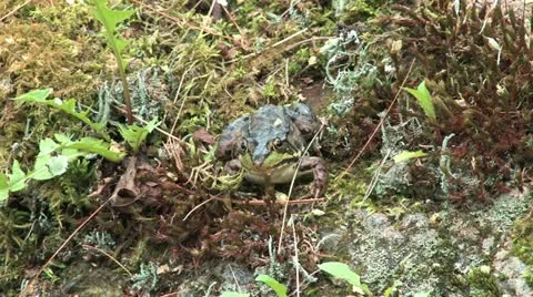 Frog opening mouth Stock Footage 11239031