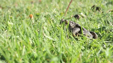 Frog or taod moving Stock Footage 10599925