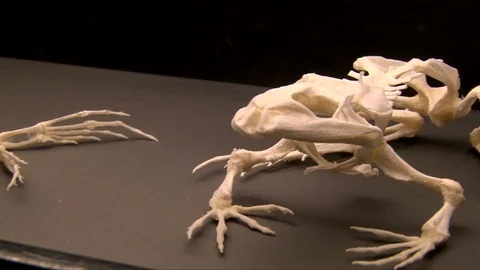 Frog or toad calcium carbonate skeleton displayed in a glass cabinet at a 스톡 동영상 98703177