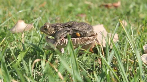 Frog or toad on mushroom Stock Footage 10599919
