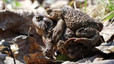 Frog or toad on a spring dirt road. Came out of it's winter habitat. Springtime  Stock Footage 152223108