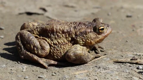 Frog or toad on a spring dirt road. Came out of it's winter habitat. Springtime  Stock Footage 152224087