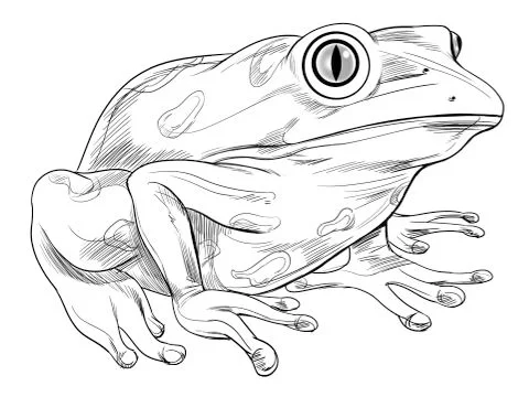 Frog outline Stock Illustration
