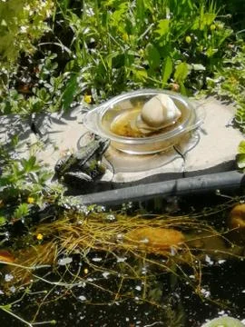 FROG outside pond Stock-Fotos