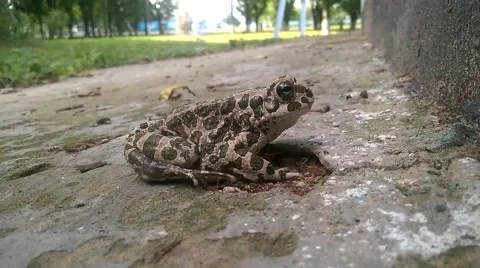 Frog in park Stock Footage 58728517