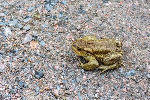 Frog on the pebbles. Stock-Fotos