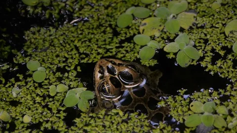 A Frog peeking between Lily Pads Stock Footage 92689398