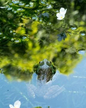 Frog peeks up from pond Stock Photos