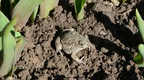 Frog Pelobates fuscus dig a hole in the  ground Stockbeeldmateriaal 10896336