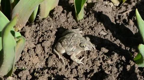 Frog Pelobates fuscus dig a hole in the ground 스톡 동영상 11137543