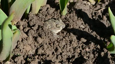 Frog Pelobates fuscus digging burrow in the garden earth Stockbeeldmateriaal 10896334
