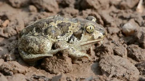 Frog Pelobates fuscus on ground after rain Stockbeeldmateriaal 11979099