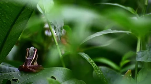 A Frog perched alone Video stock 165139899