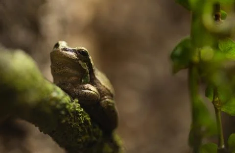A frog perched on a branch Foto stock