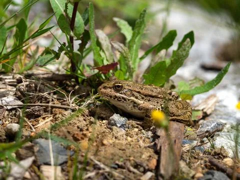 A frog perched on the ground Foto stock