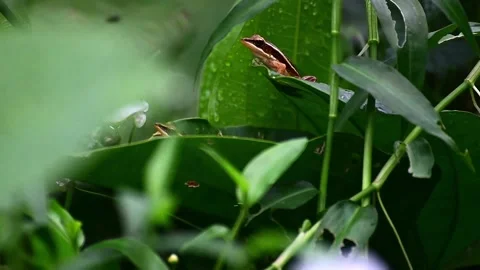 A frog perched on the leaf Video stock 165139883