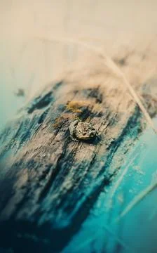 A frog is perched on a slow floating in a serene lake on a sunny summer day.  Stock Photos