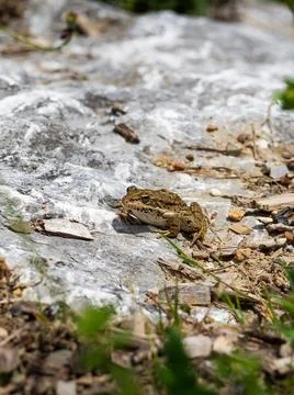 A frog perched on a stone Foto stock