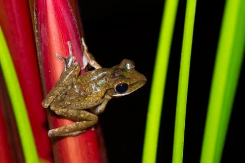 Frog perched on a tree Stock Photos