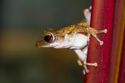 Frog perched on a tree ready to jump. Stock Photos