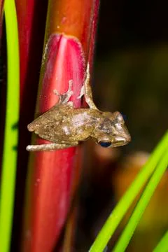 Frog perched on a tree ready to jump. Stock Photos