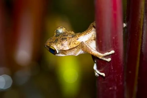 Frog perched on a tree ready to jump. Stock-Fotos