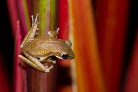 Frog perched on a tree ready to jump. Stock Photos