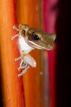 Frog perched on a tree ready to jump. Stock Photos