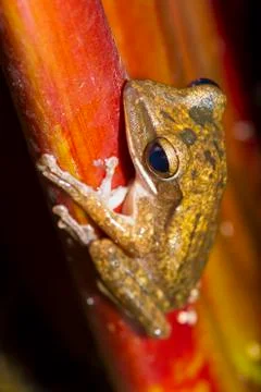 Frog perched on a tree ready to jump. Foto stock