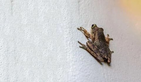 A frog perched on a white wall Stock Photos