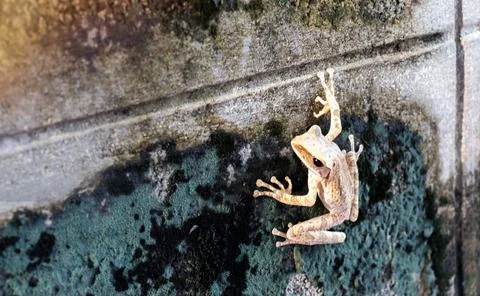 A frog perched on a white wall Stock Photos