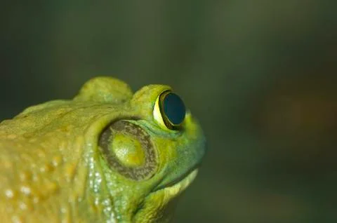 Frog Stock Photos