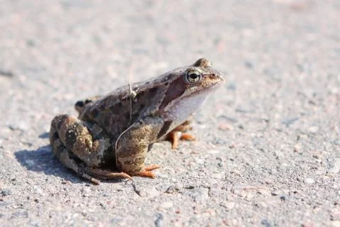 Frog Stock Photos