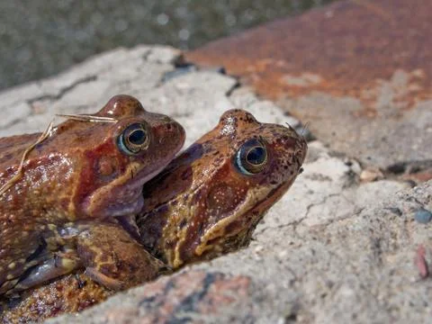 Frog Stock Photos